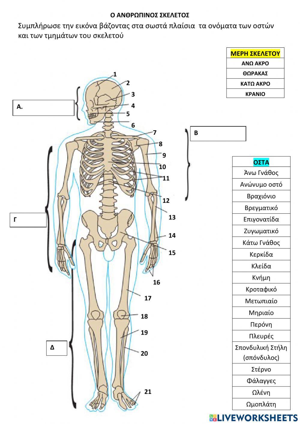 ΤΑ ΟΣΤΑ ΤΟΥ ΣΚΕΛΕΤΟΥ