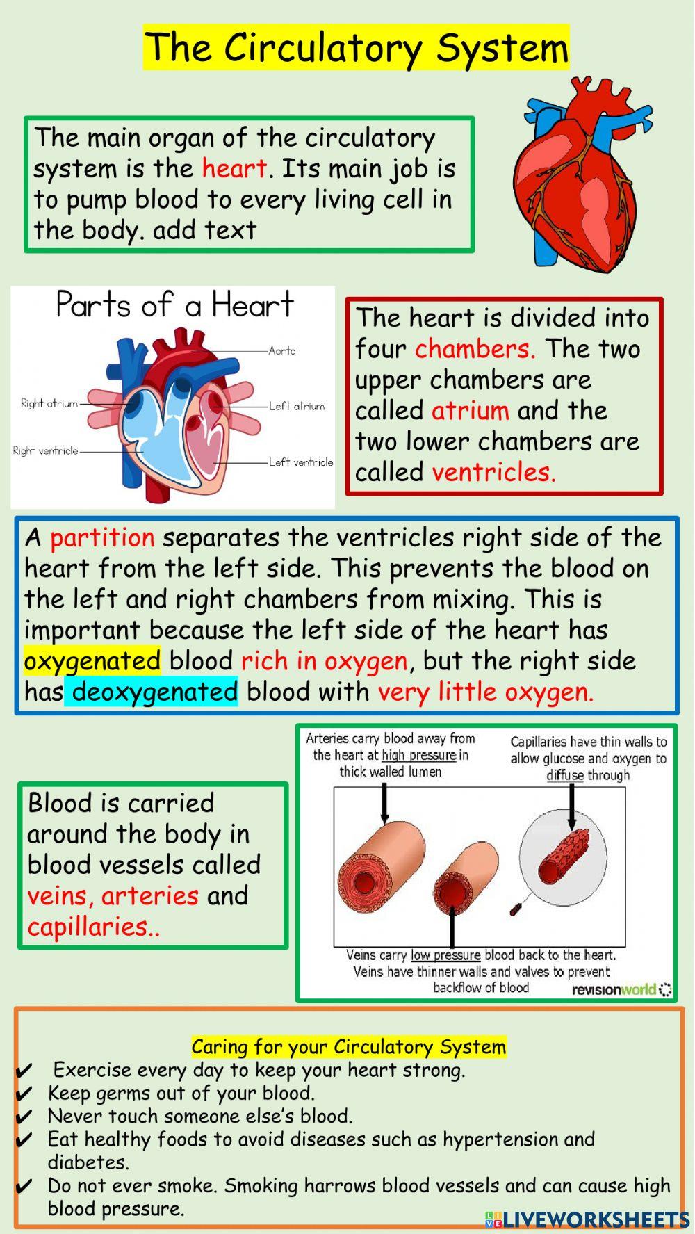 The Circulatory System Notes worksheet | Live Worksheets