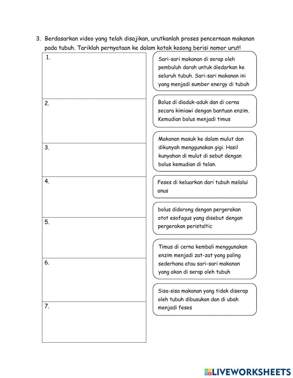 Sistem pencernaan manusia