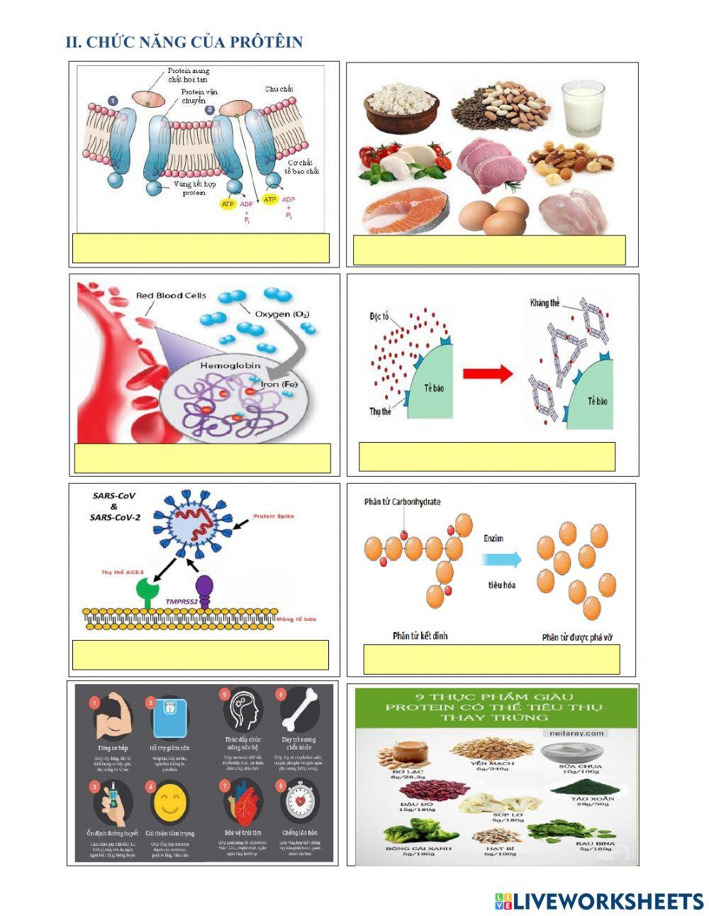 Phiếu học tập bài Protein
