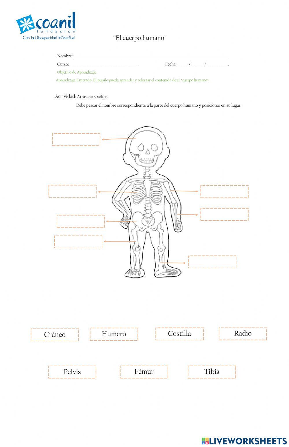 cuerpo-humano-online-activity-for-3-y-4-b-sica-live-worksheets