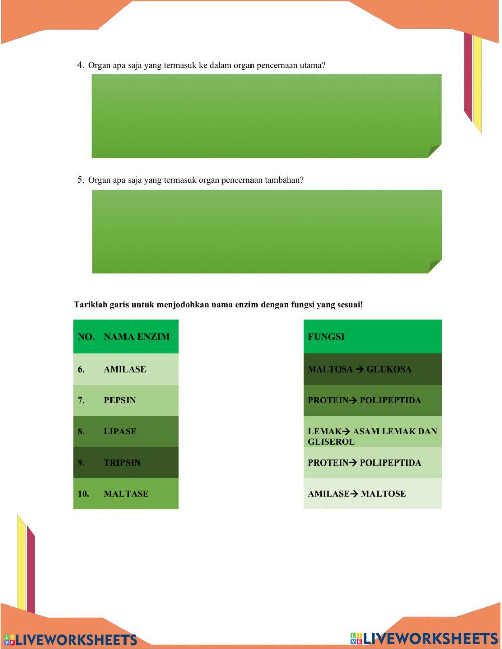 Lkpd sistem pencernaan