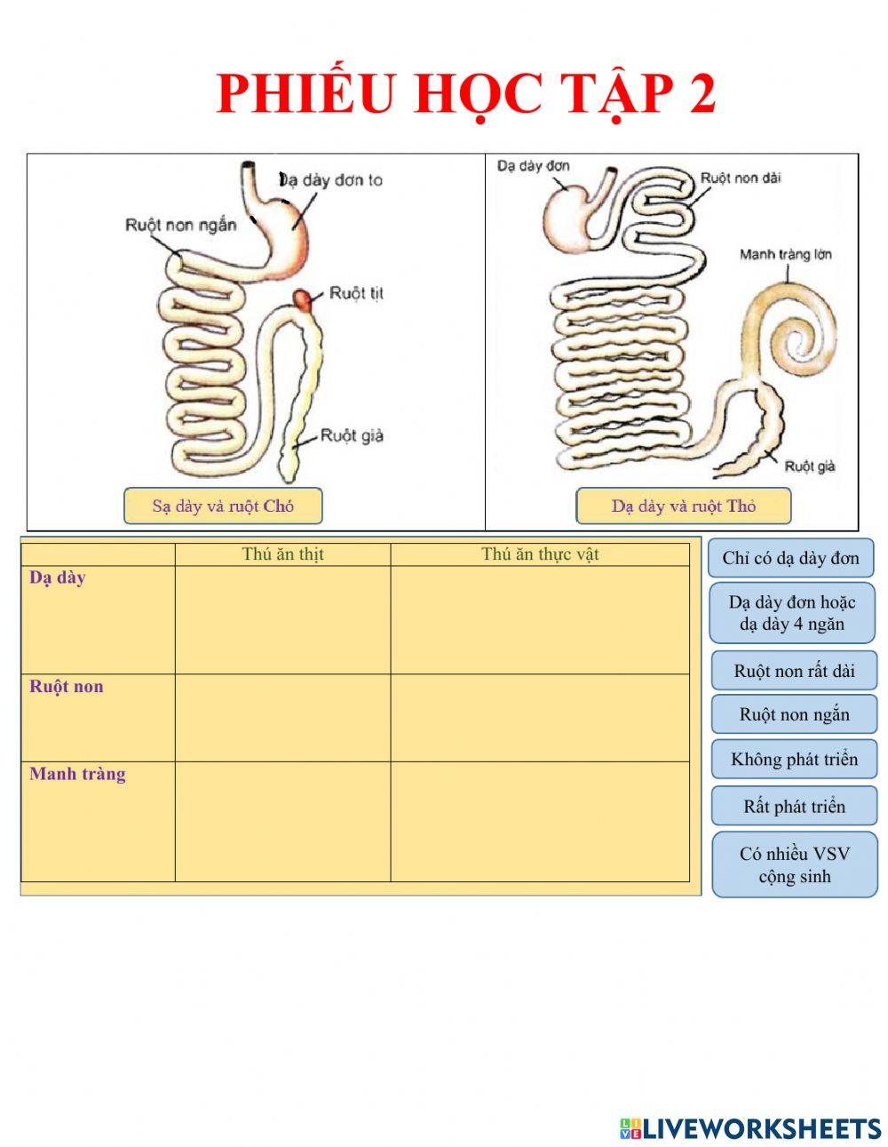 Phiếu học tập bài 16 tiêu hoá ở động vật