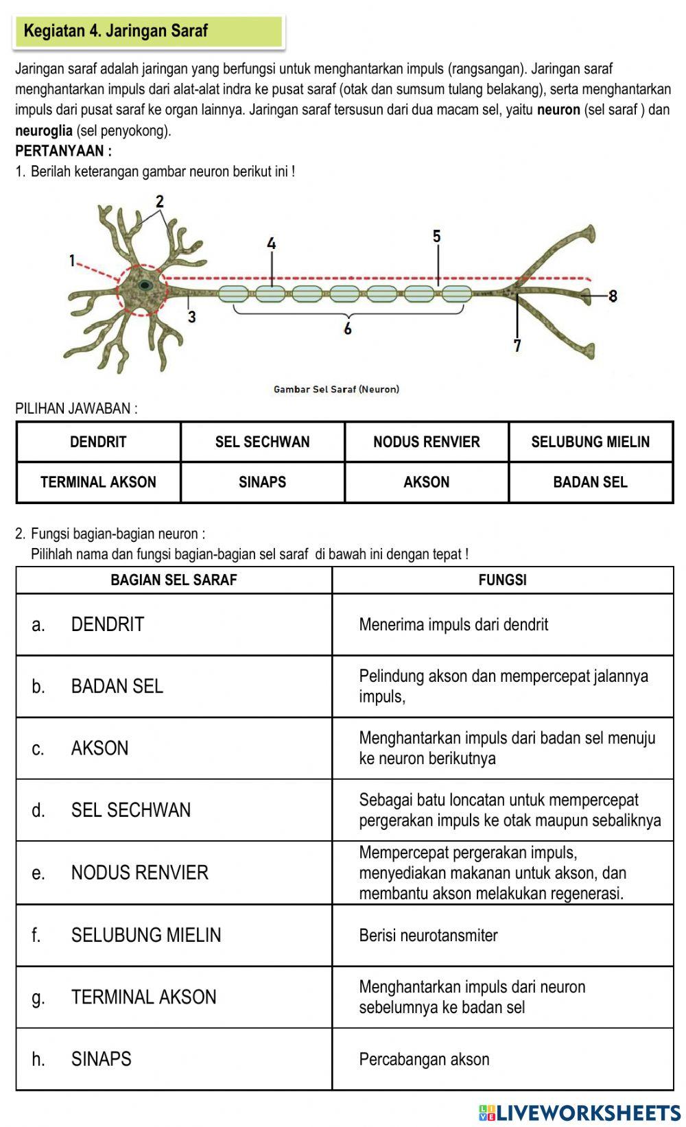 E-lkpd jaringan hewan