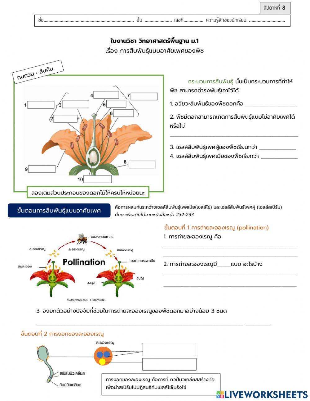 การสืบพันธุ์แบบอาศัยเพศและการกระจายของเมล็ด