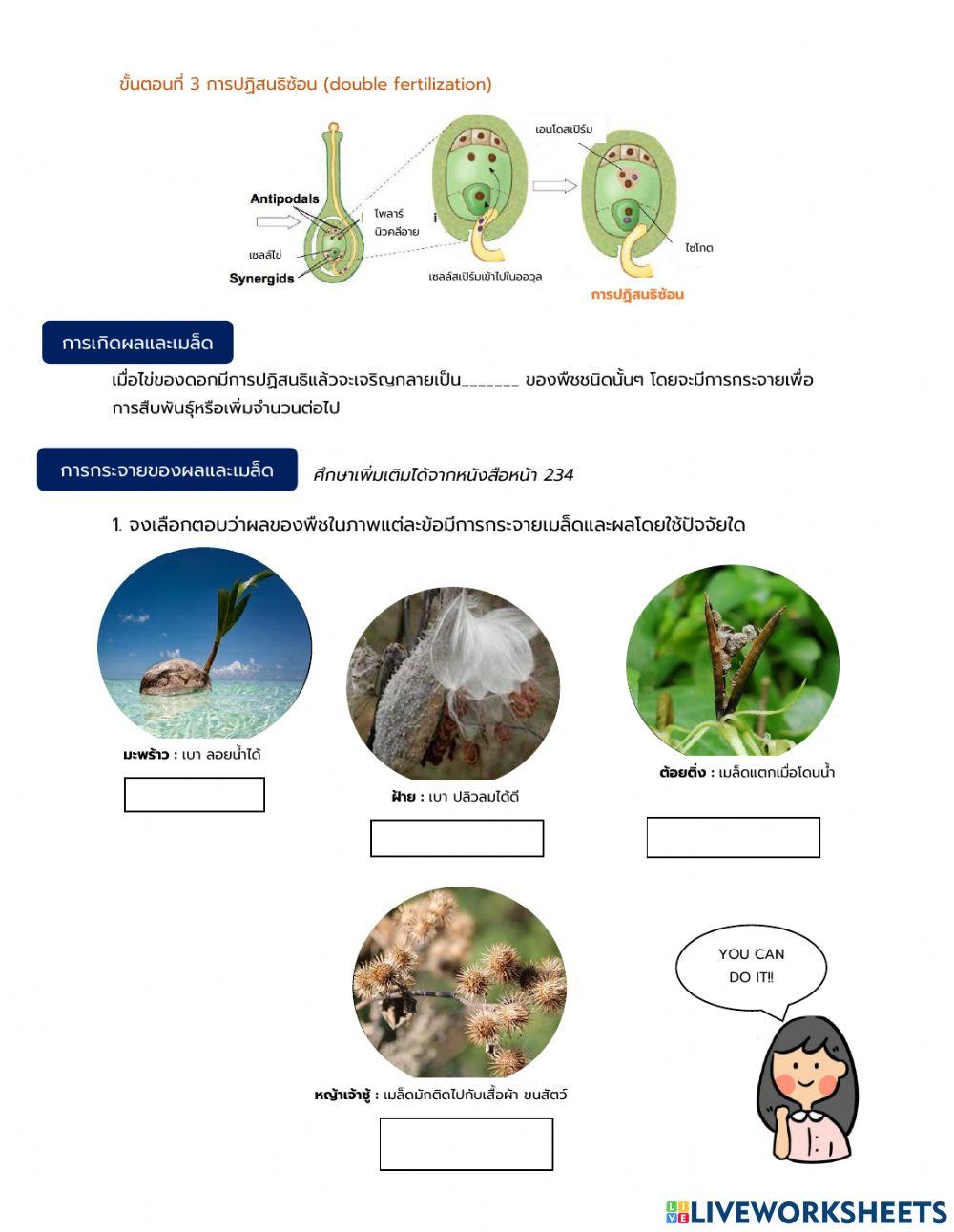 การสืบพันธุ์แบบอาศัยเพศและการกระจายของเมล็ด