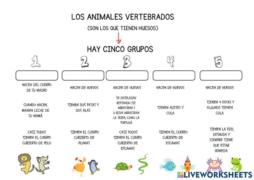 Animales vertebrados. grupos