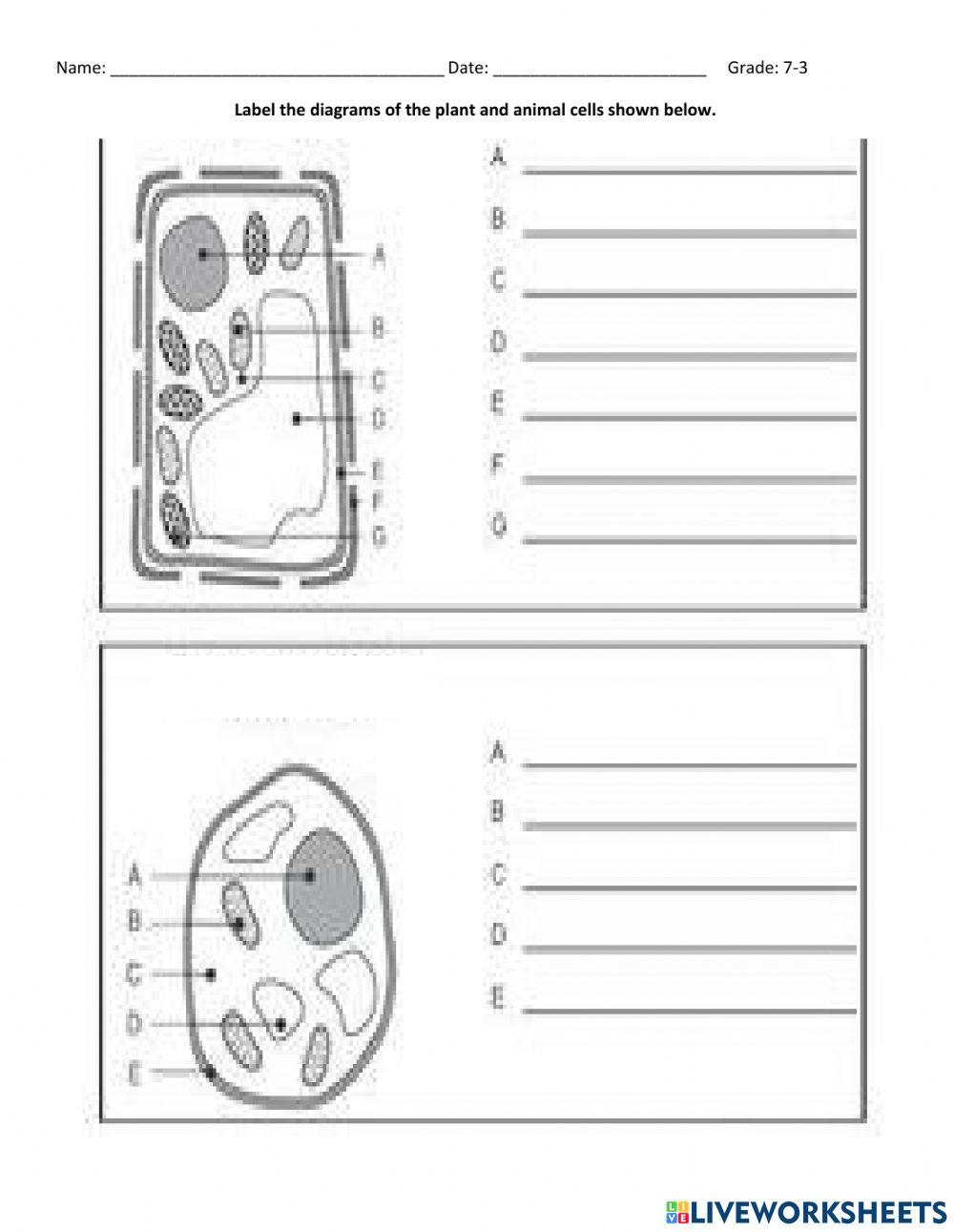 Label Plant and Animal Cell Worksheet online exercise for | Live Worksheets