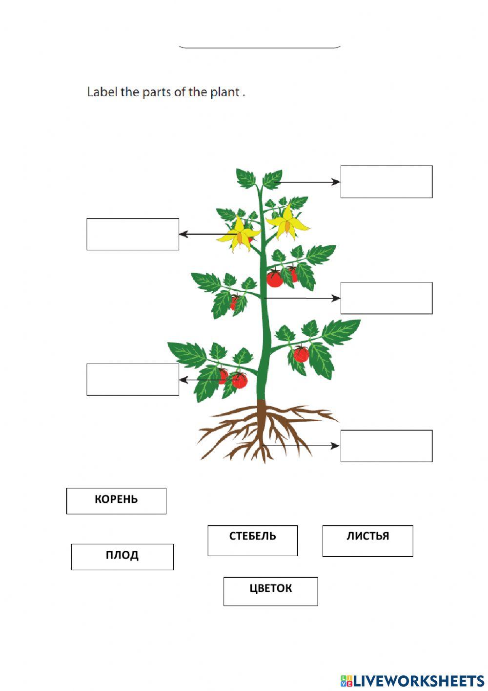 Parts of plants