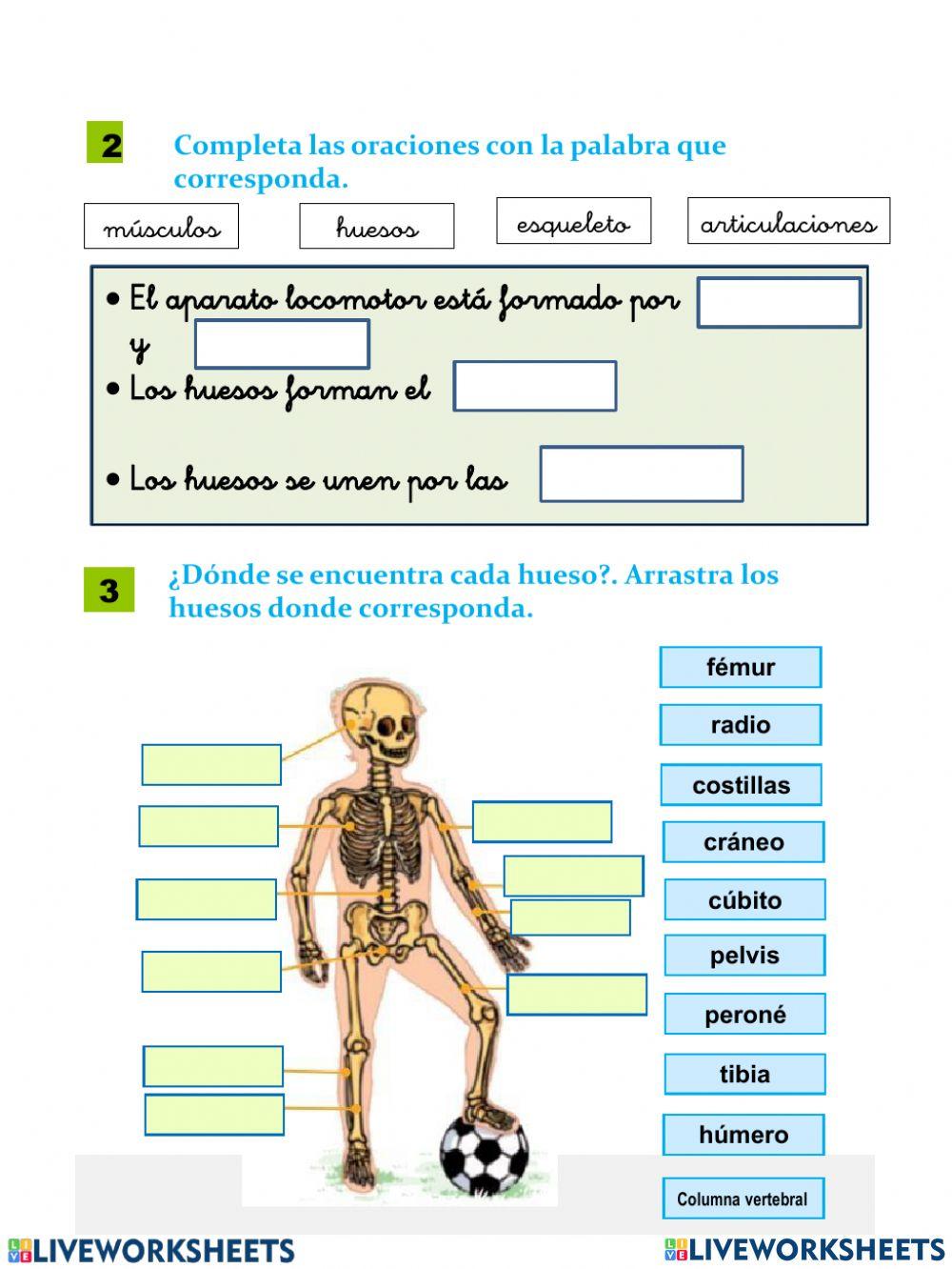 Examen: Los sentidos y aparato locomotor