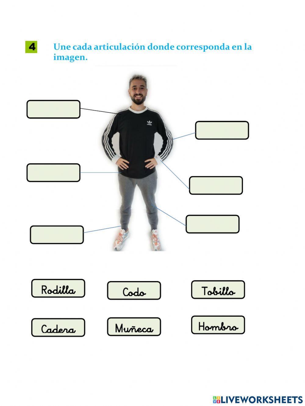 Examen: Los sentidos y aparato locomotor