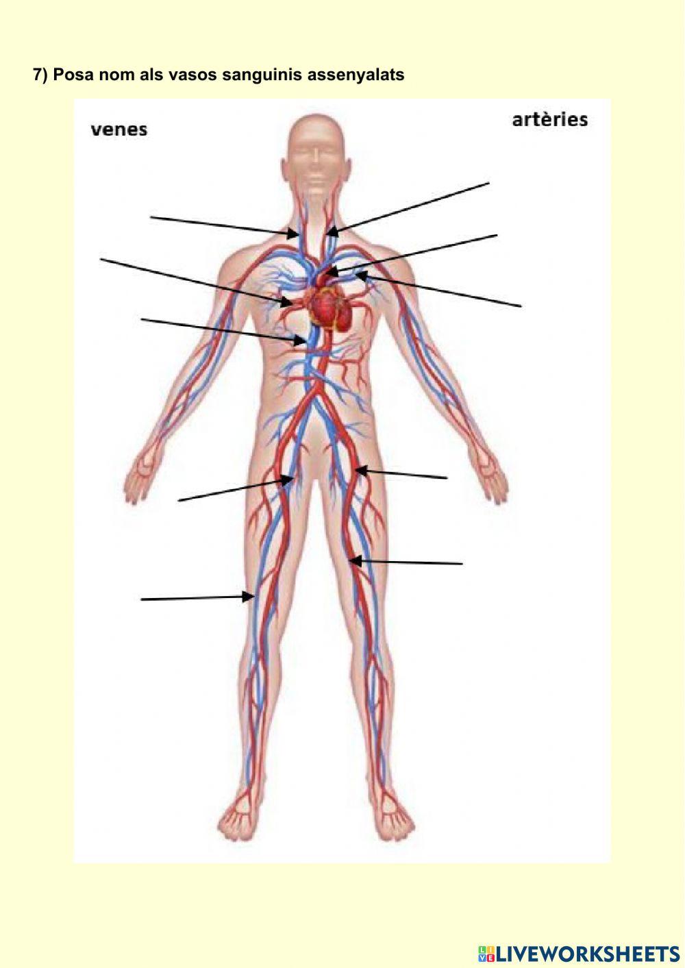 L'aparell circulatori