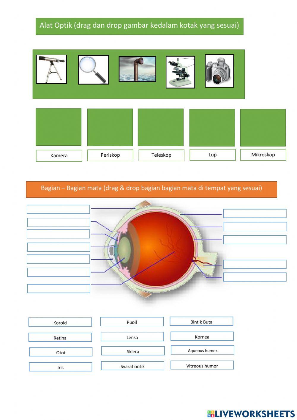 Cahaya & Indra Penglihatan