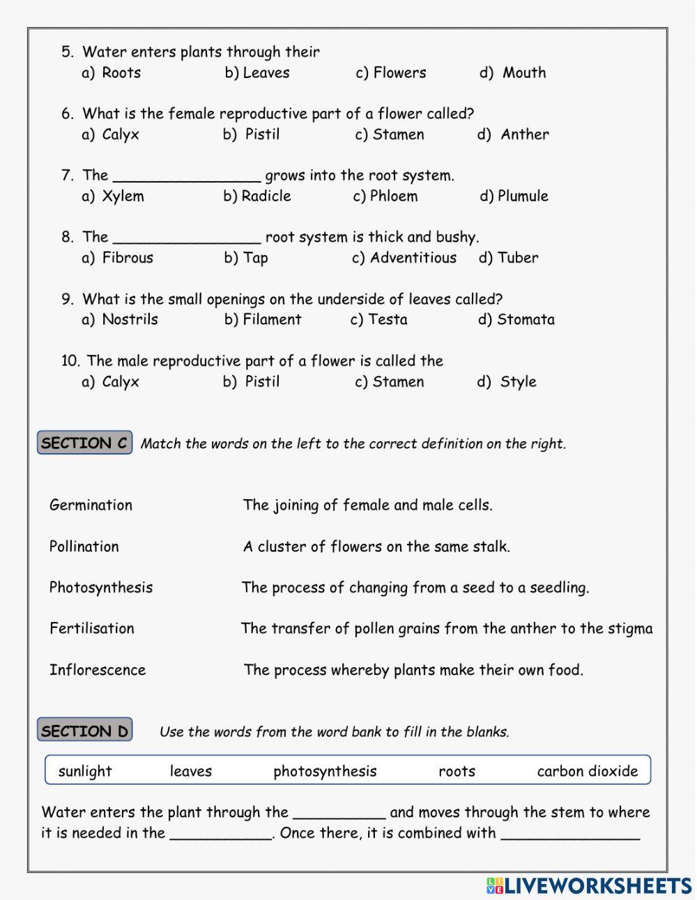 Shoot & Root Systems