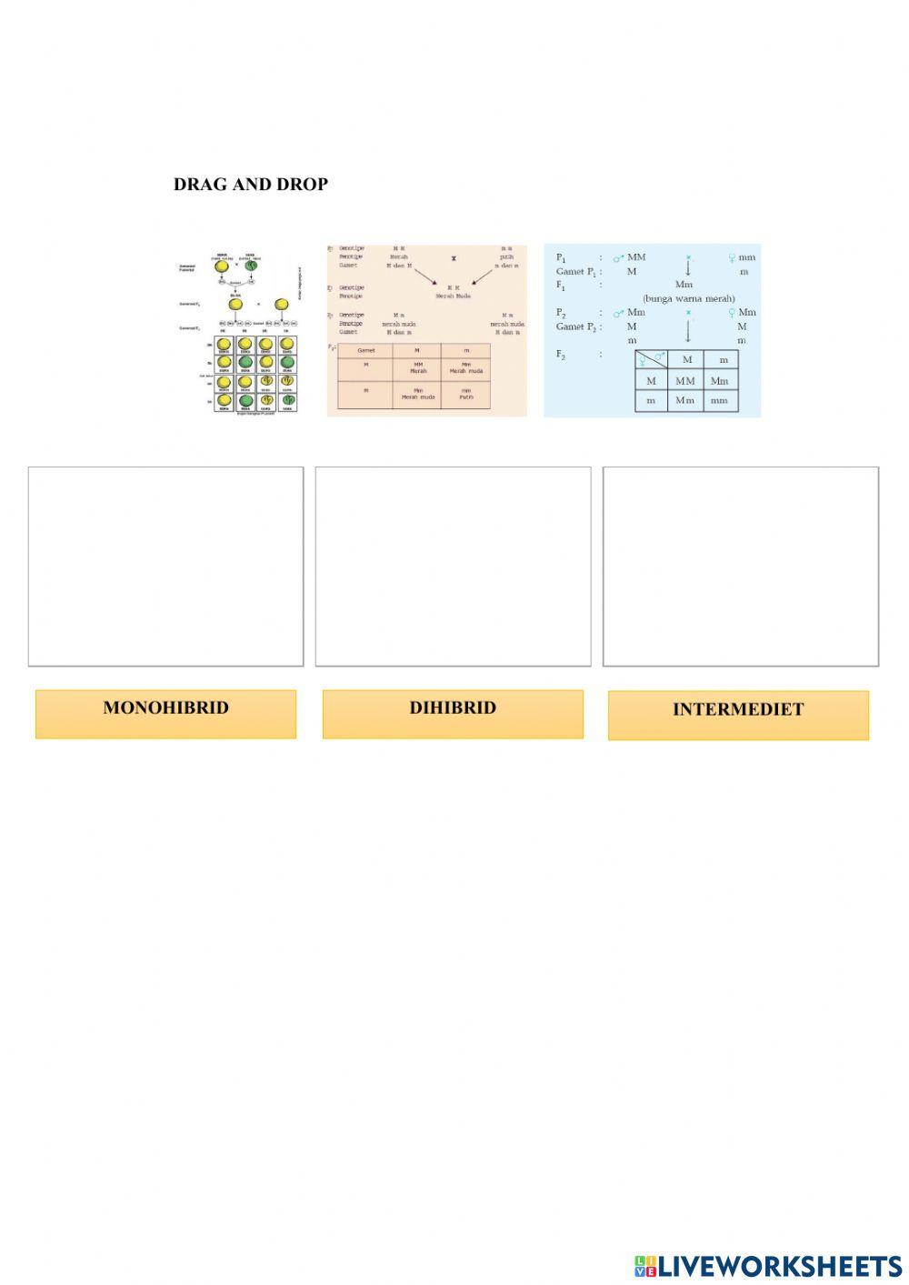 Lkpd pewarisan sifat