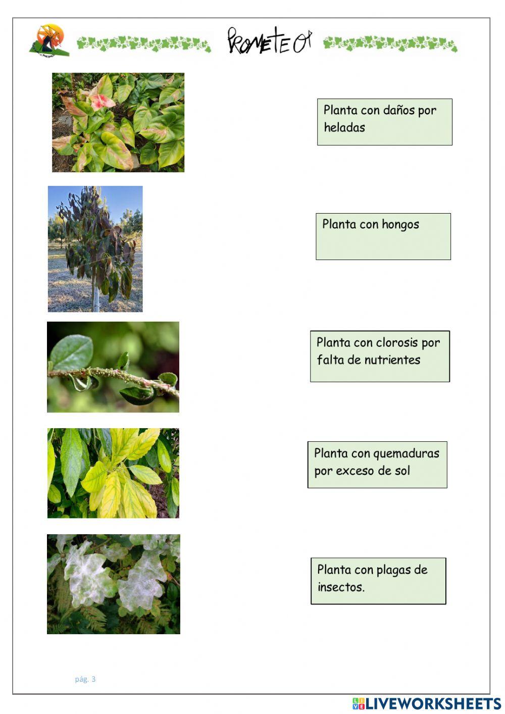 Luz, agua y cuidados de plantas
