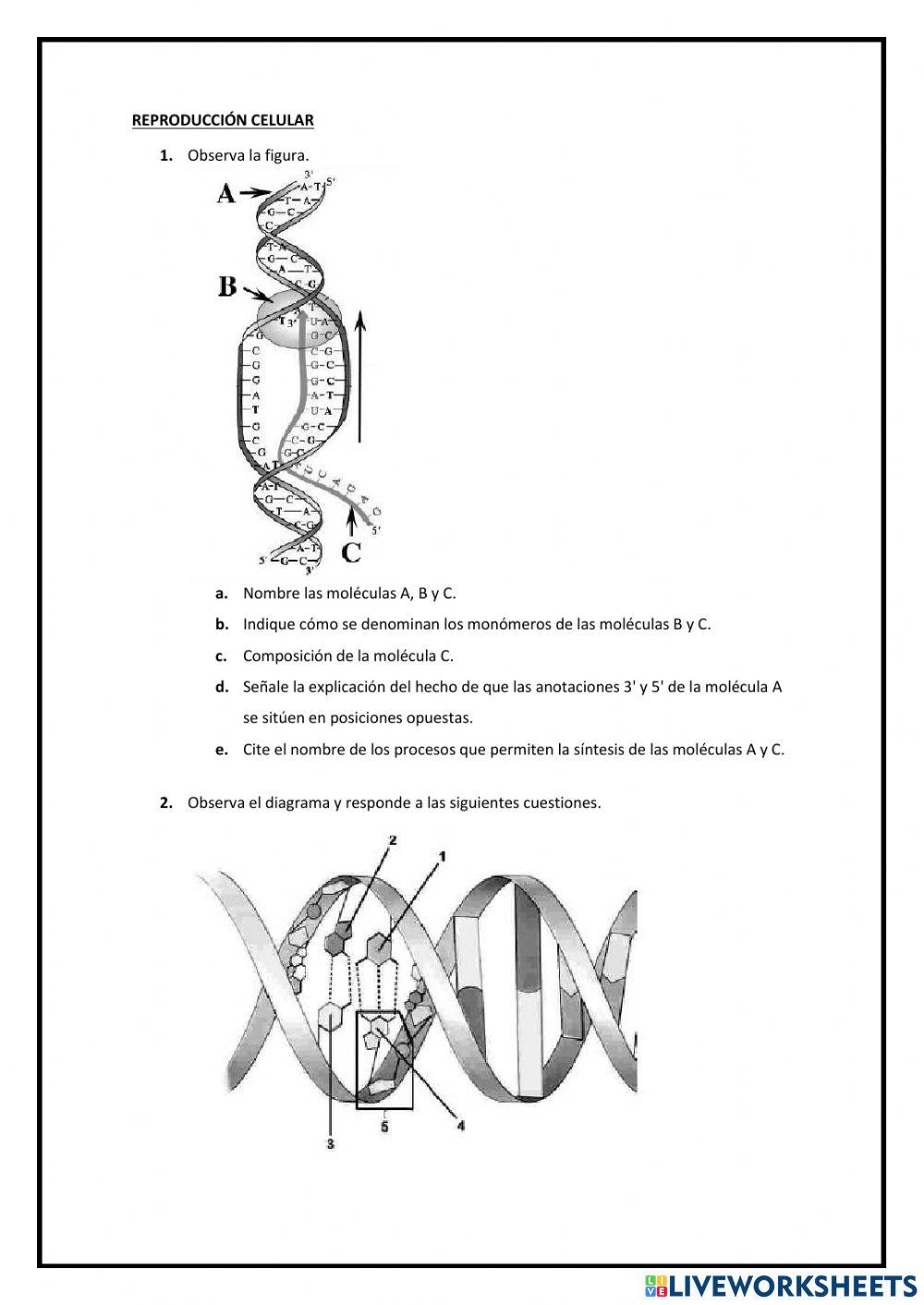 Reproducción celular