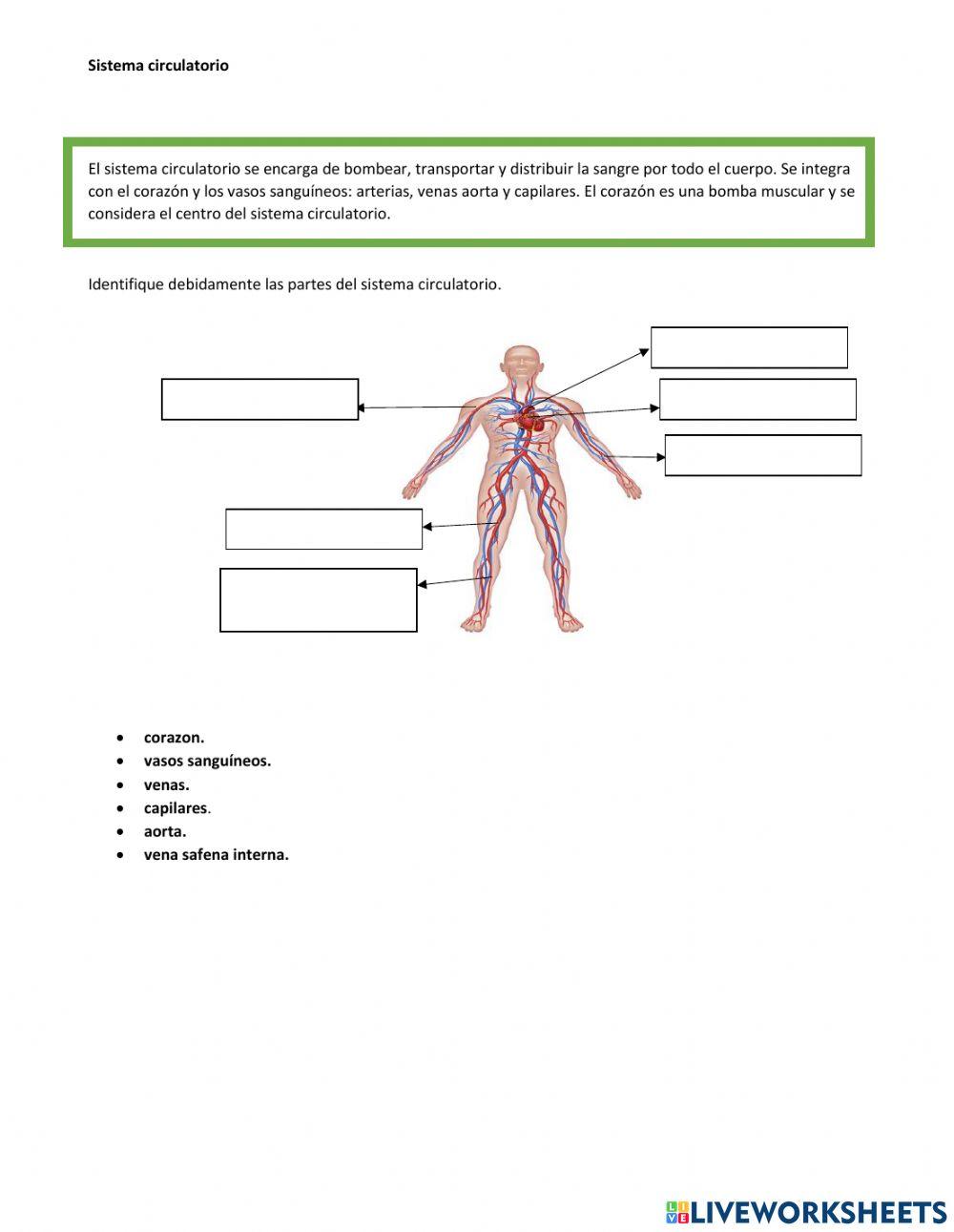 Sistema del cuerpo humano