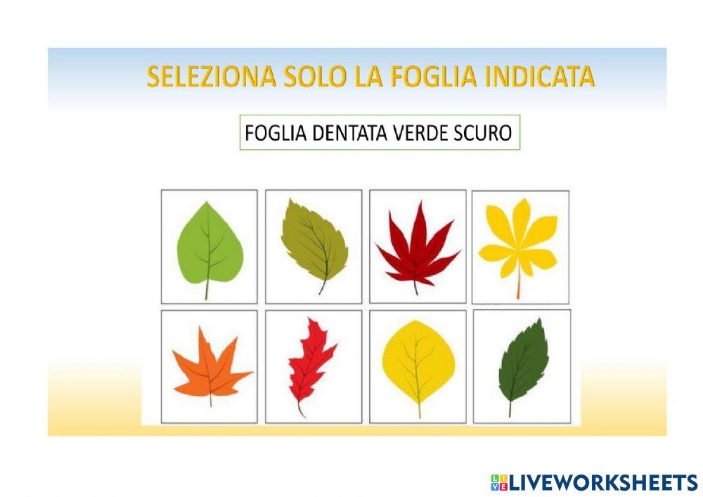 Verifica -Le parti della foglia-