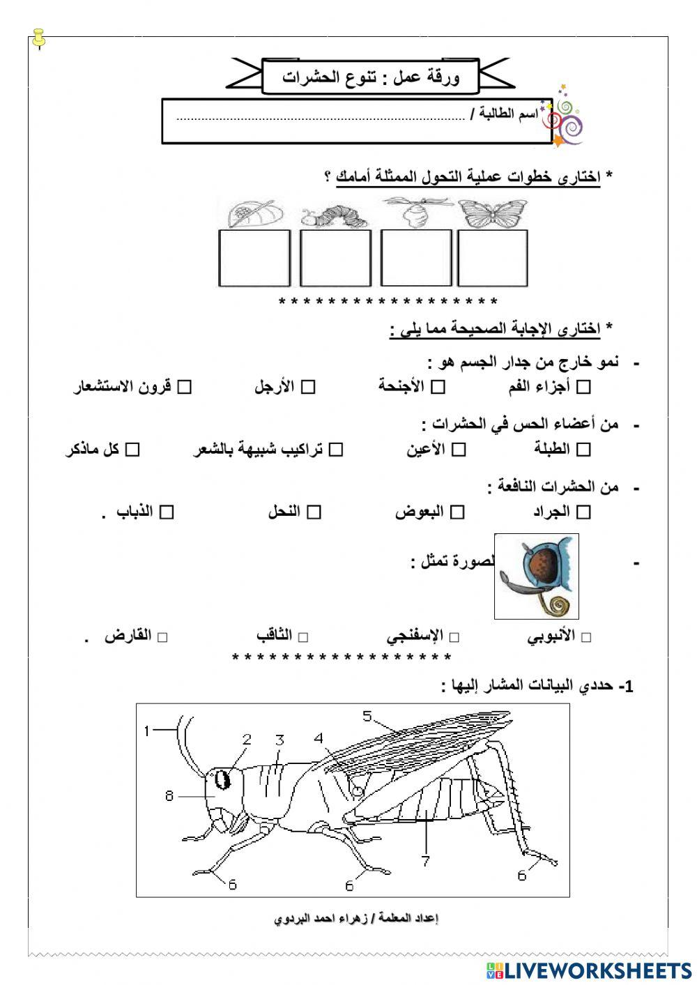 تنوع الحشرات