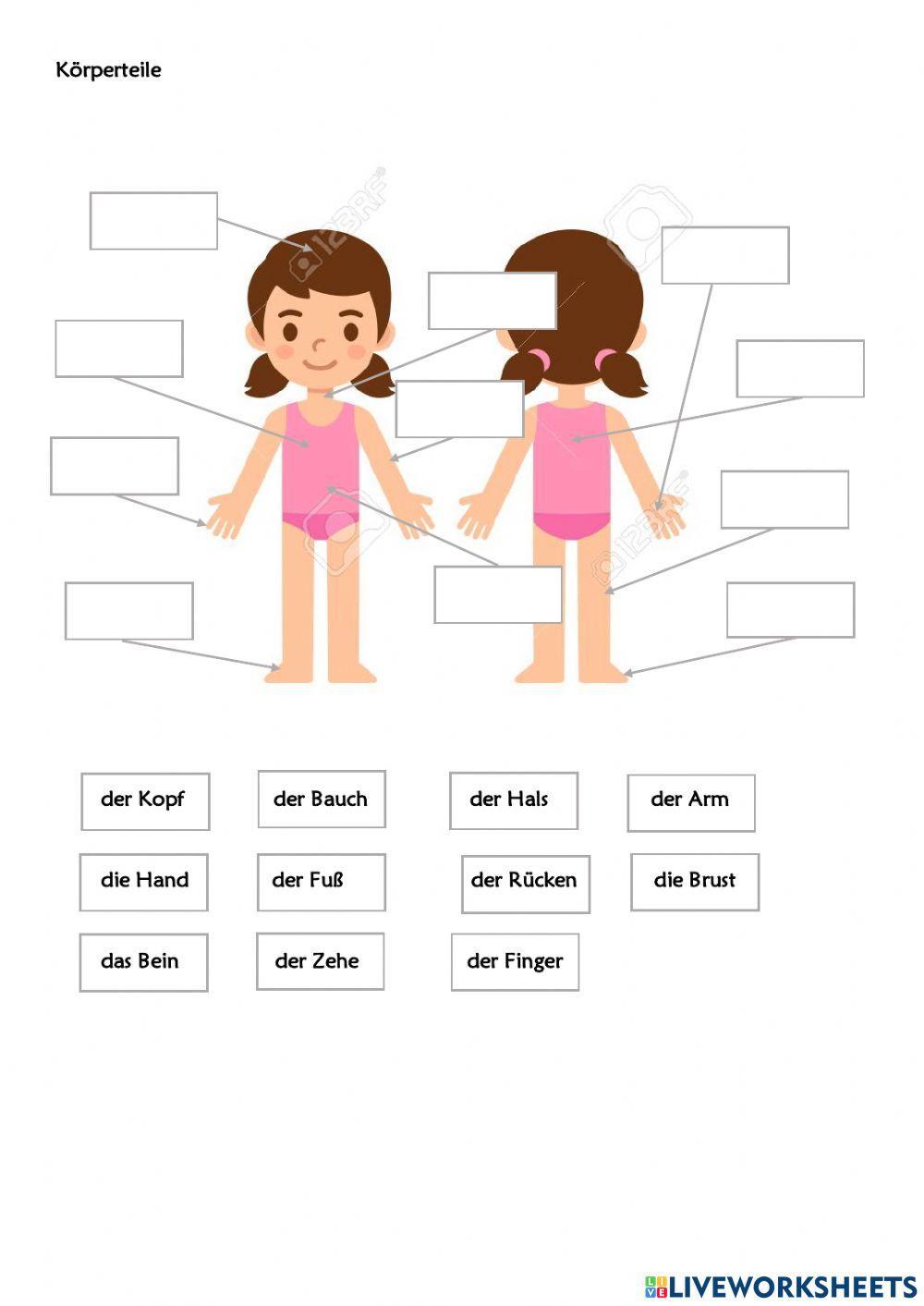 Körperteile