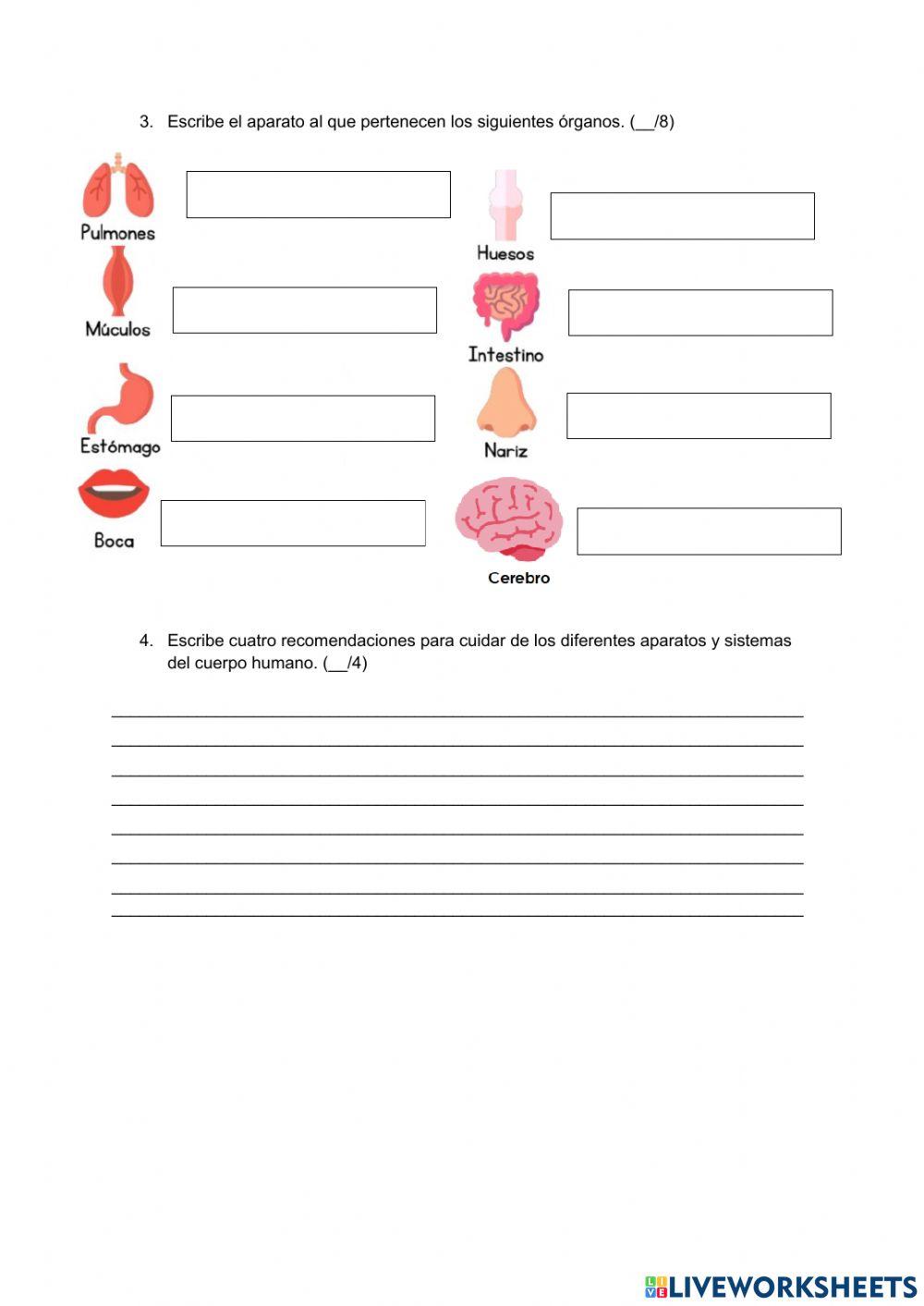 Hoja de valor, Sistemas del cuerpo