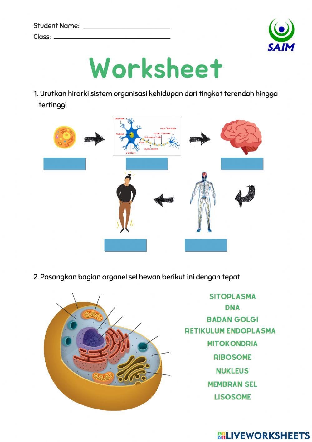 Sistem organisasi kehidupan