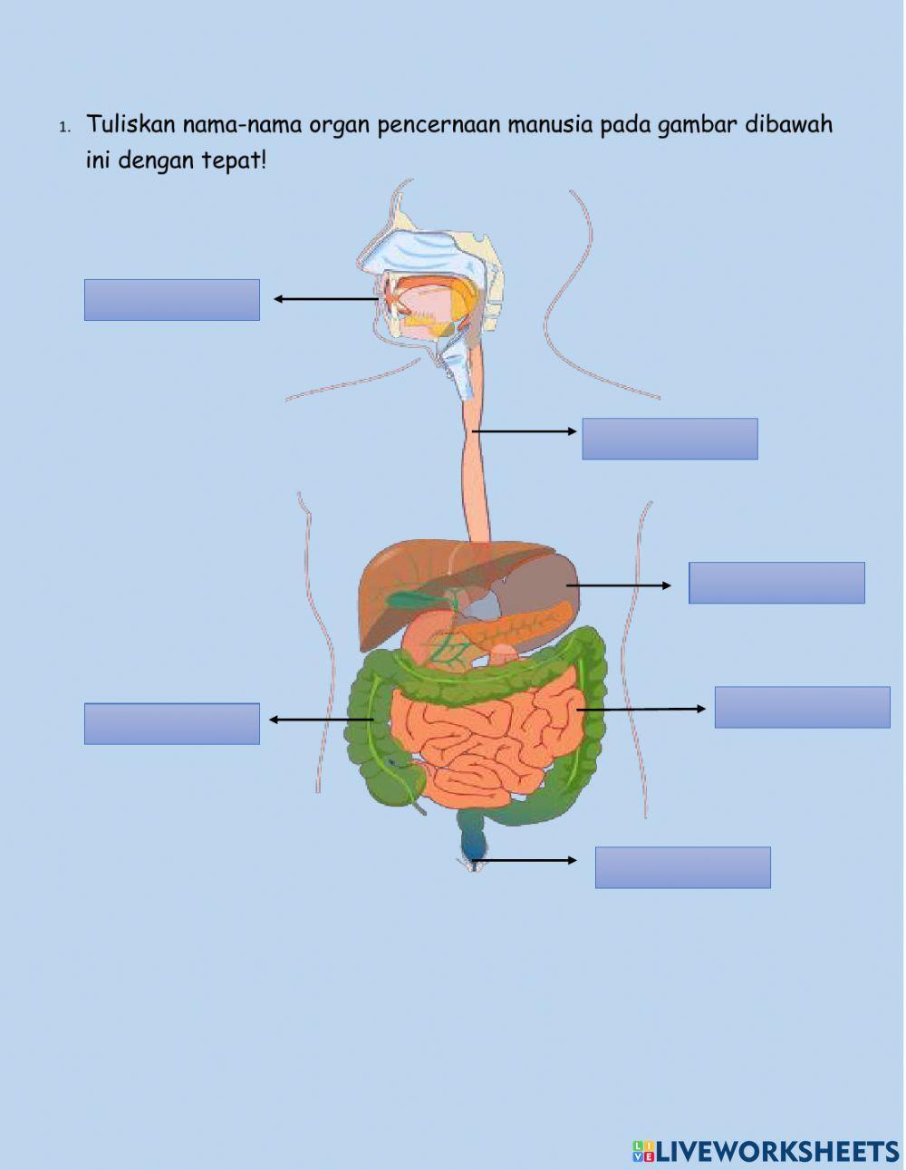 Lkpd 2 sistem pencernaan
