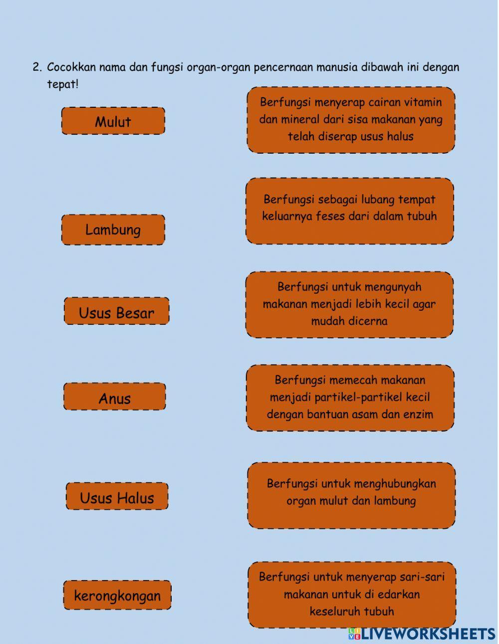Lkpd 2 sistem pencernaan