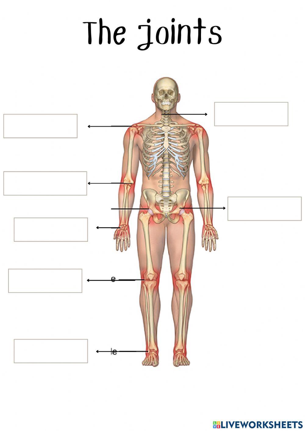 The body: bones, joints and muscles