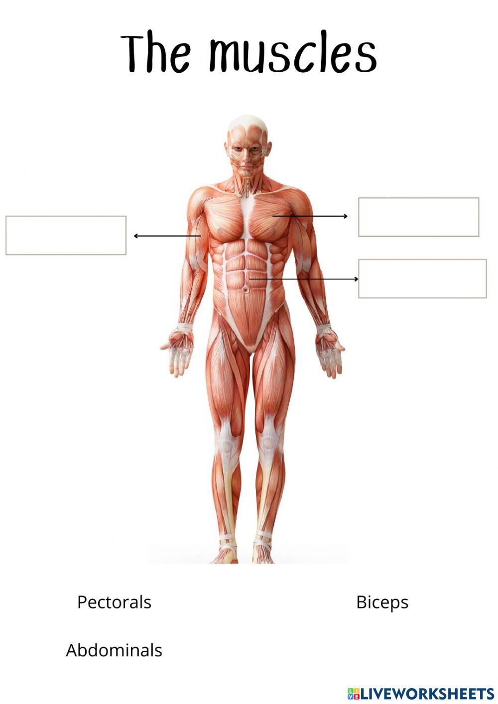 The body: bones, joints and muscles