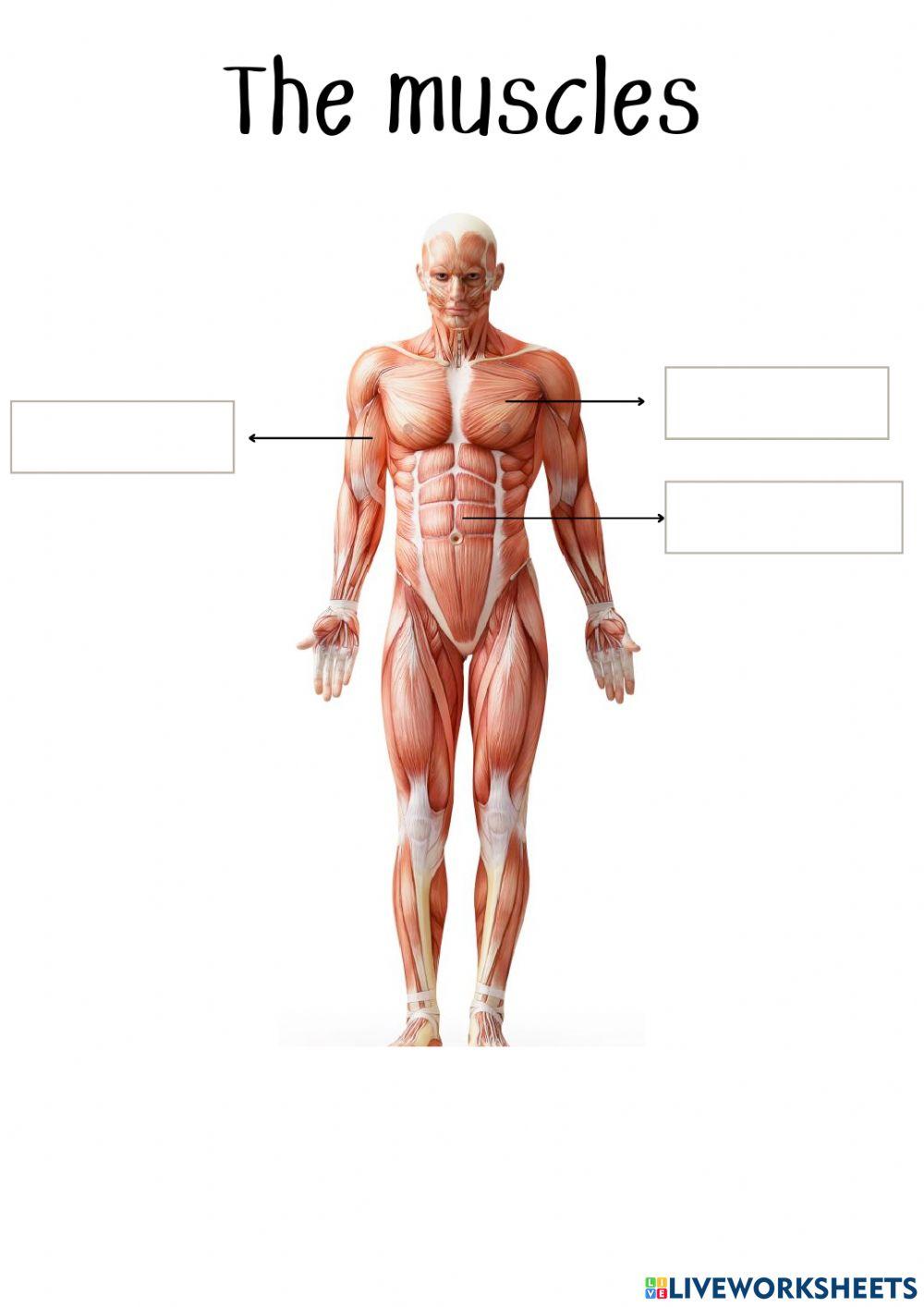 The body: bones, joints and muscles