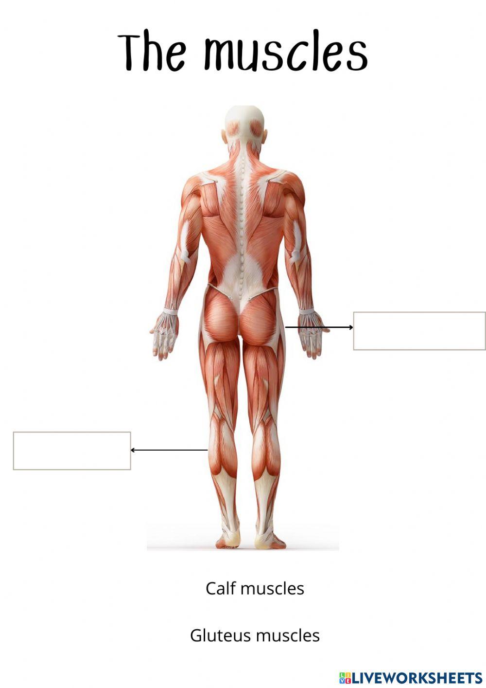 The body: bones, joints and muscles