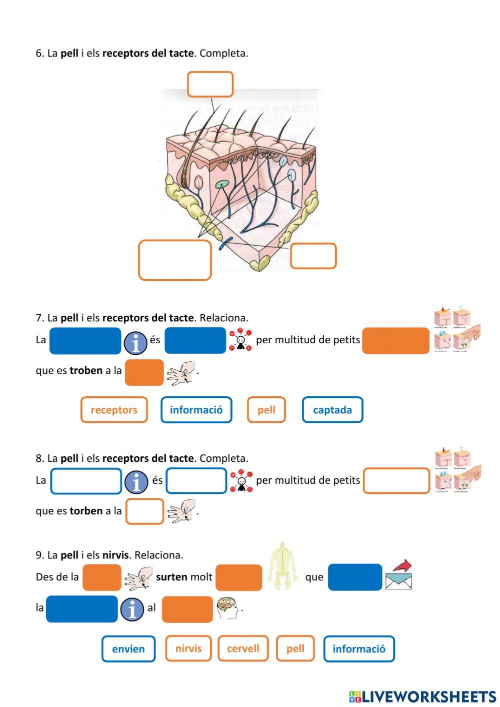 Els sentits. El tacte