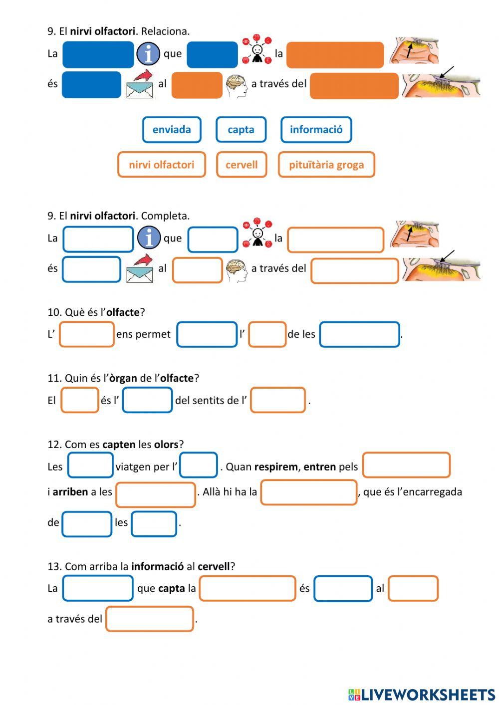 Els sentits. L'olfacte
