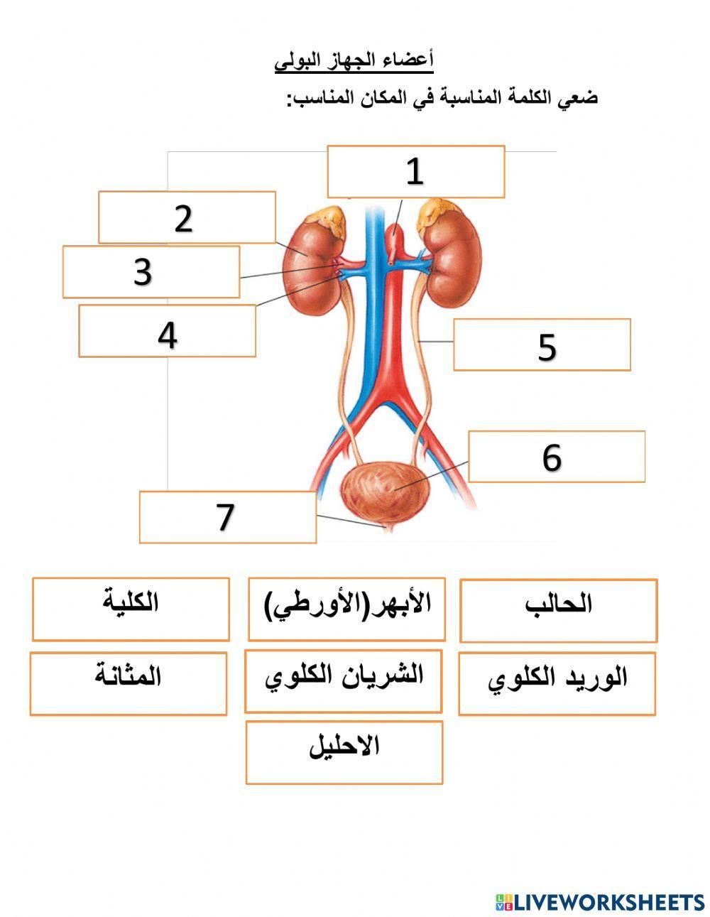 أعضاء الجهاز البولي