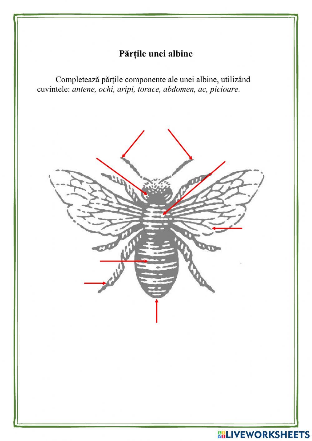 Părțile componente ale unei albine