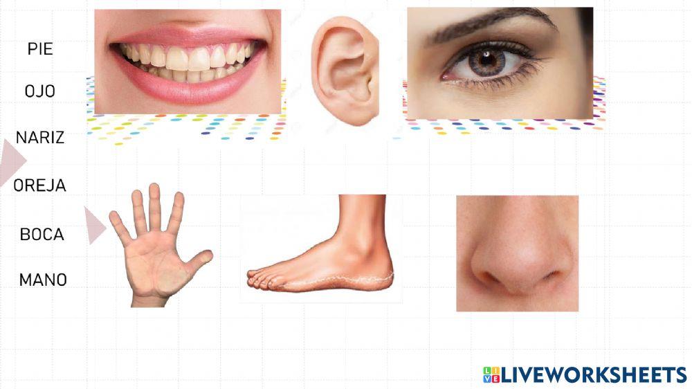 Vocabulario cuerpo 1