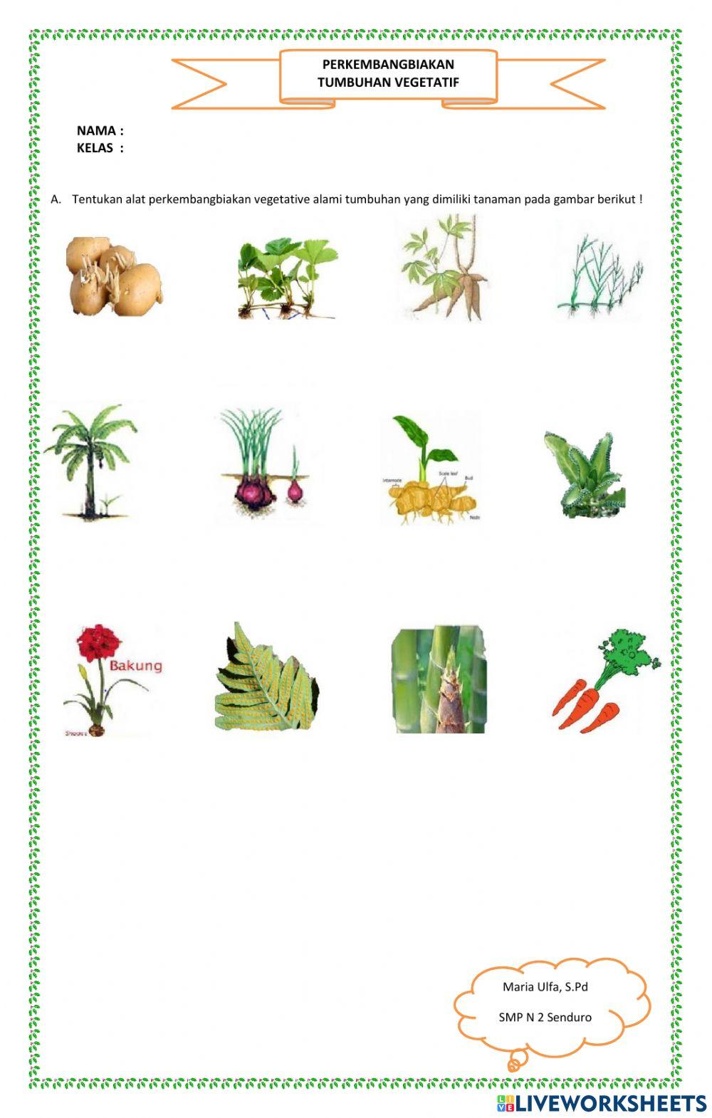 LKS Interaktif Perkembangbiakan Vegetatif Alami Tumbuhan