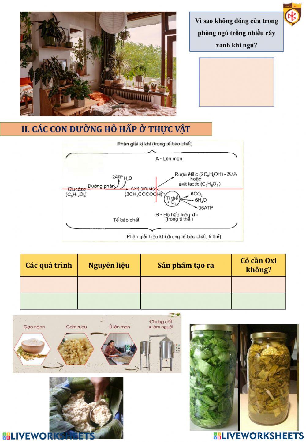 Bài hô hấp ơ thực vật