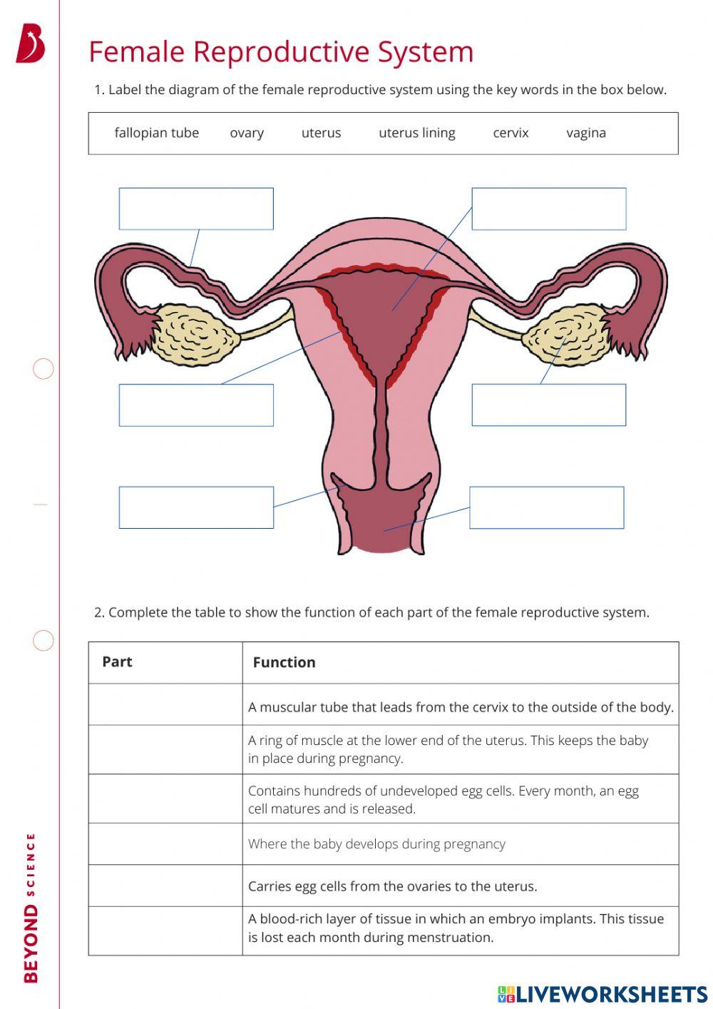 Reproductive System