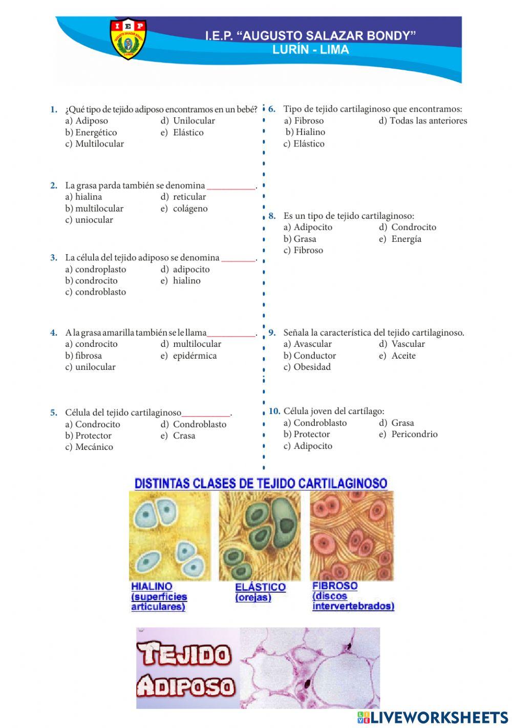 Biomolécula: Lípidos