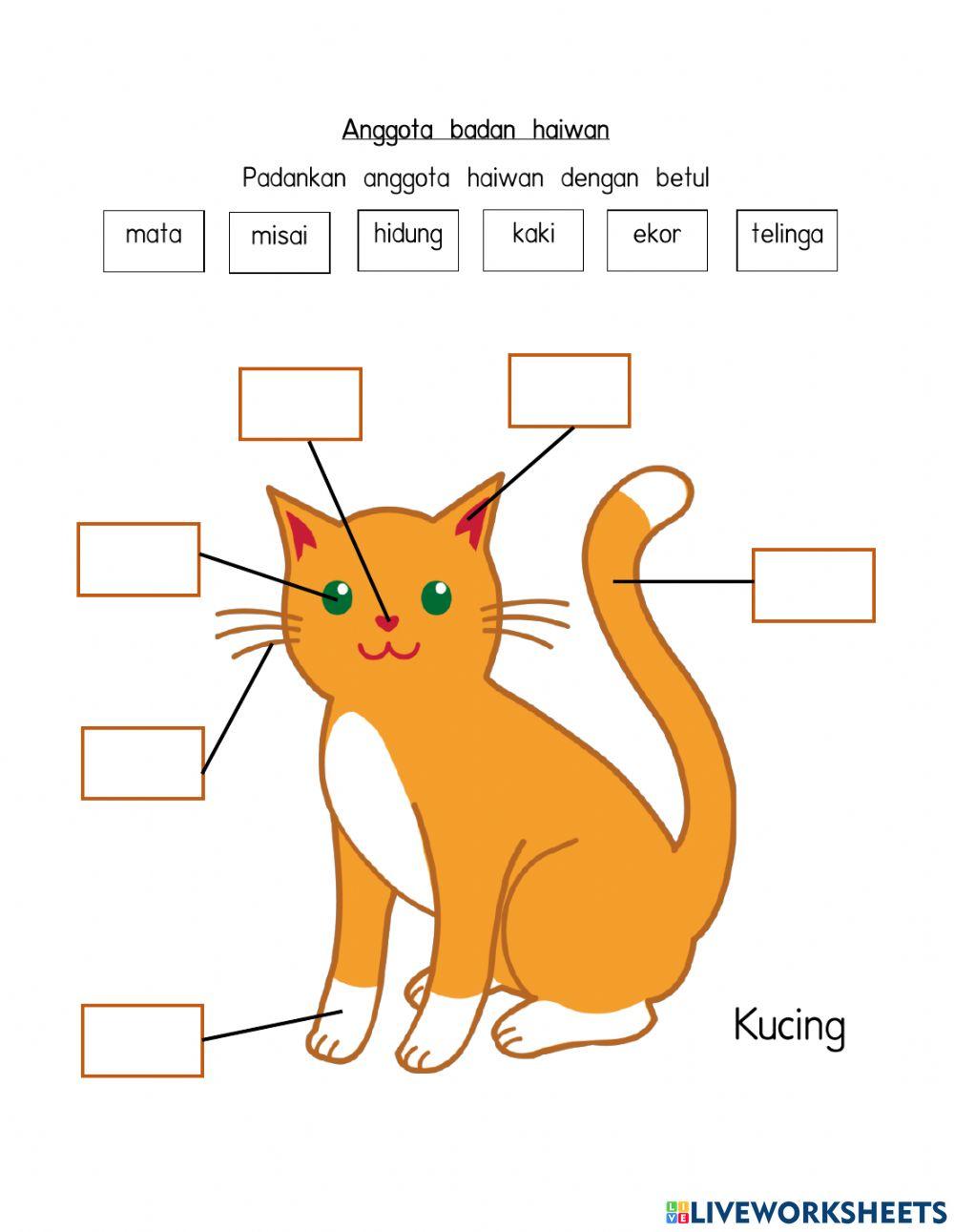 Anggota Badan Haiwan