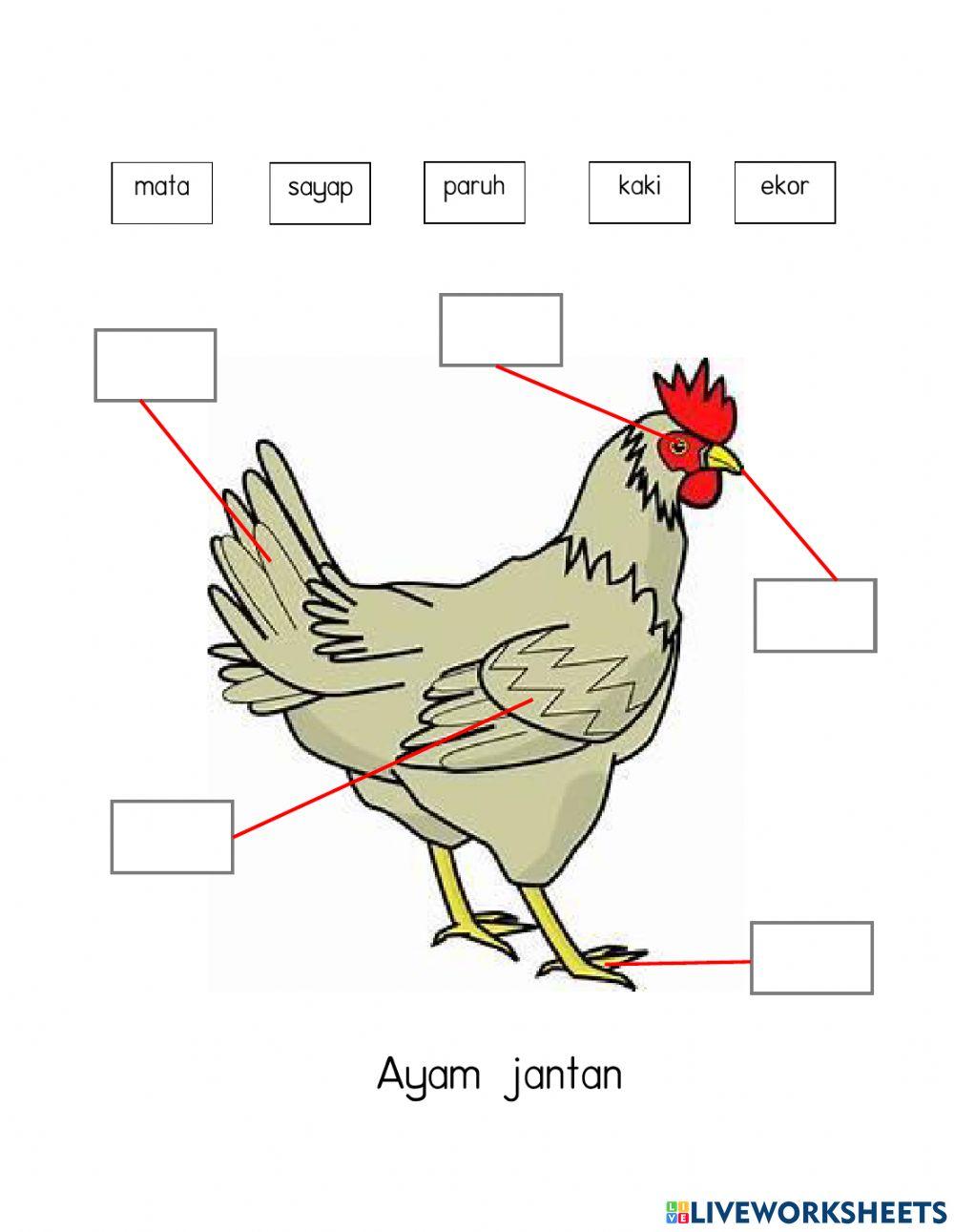 Anggota Badan Haiwan