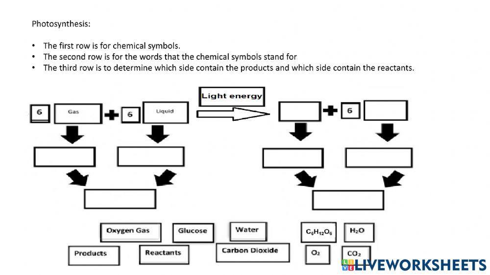 Photosynthesis and cellular respiration