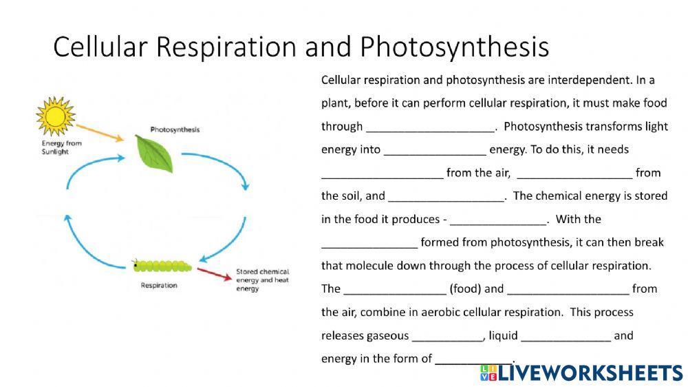 Photosynthesis and cellular respiration