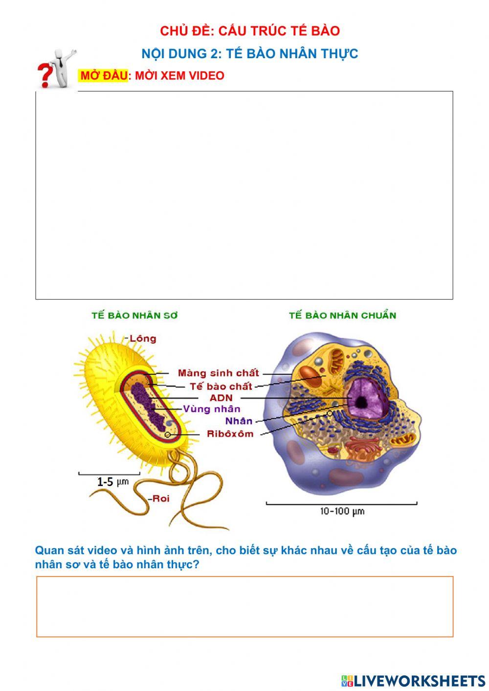 Tế bào nhân thực