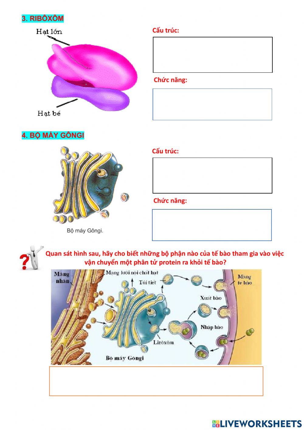 Tế bào nhân thực