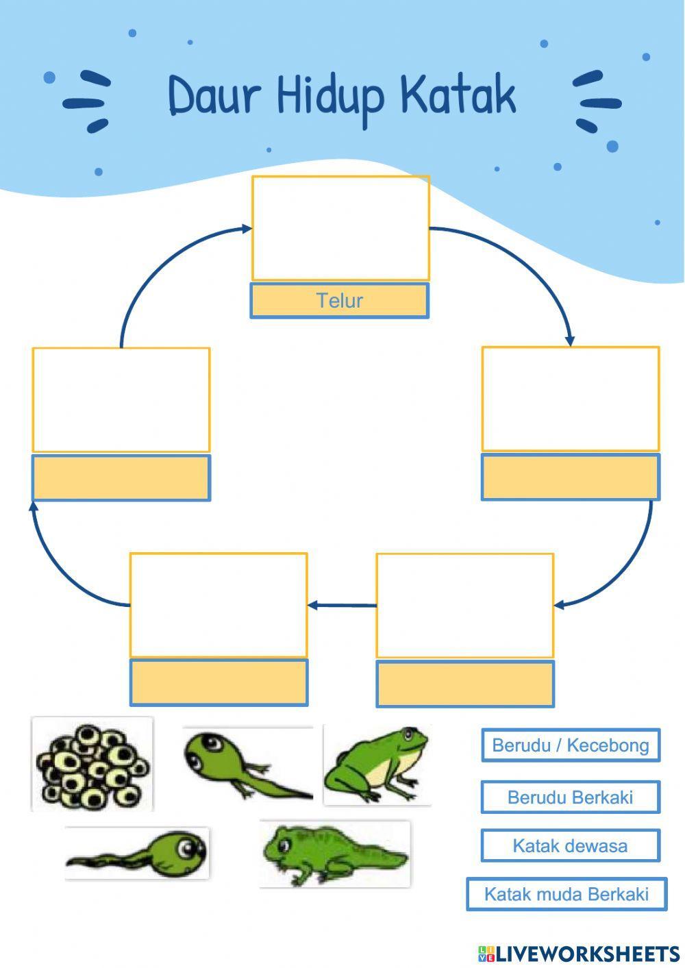 Daur Hidup Hewan