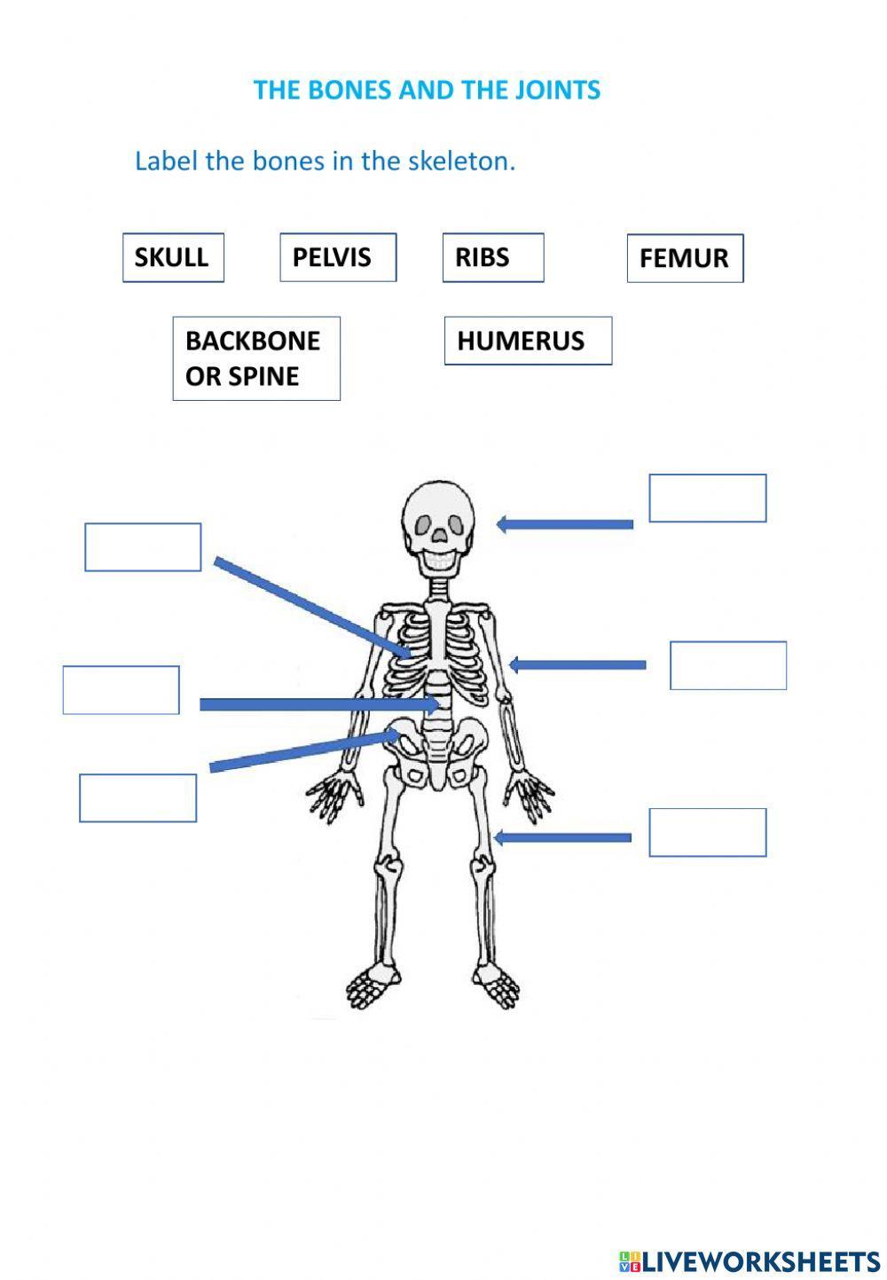 Skeleton. label bones and joints